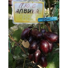 Алвика