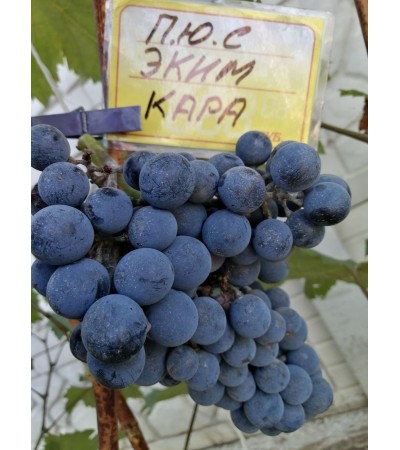 Эким Кара