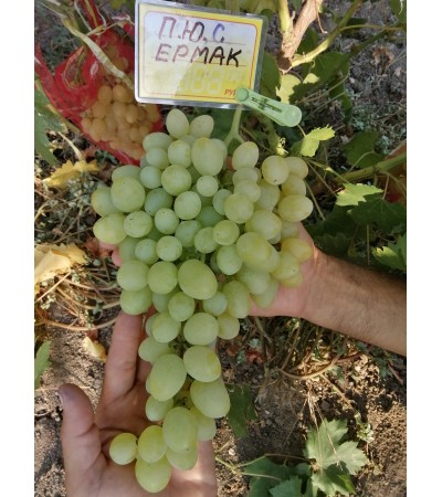 Ермак