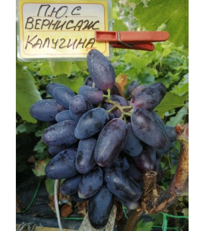 Вернисаж Калугина