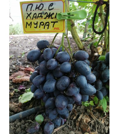 Хаджи Мурат