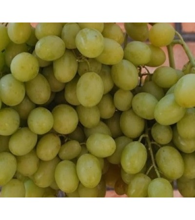Иллария