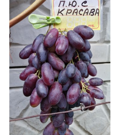 Красава
