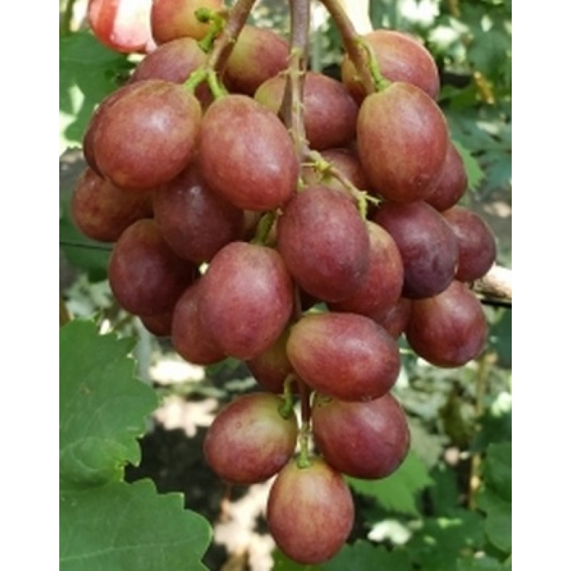 Сорт винограда ламборджини фото и описание