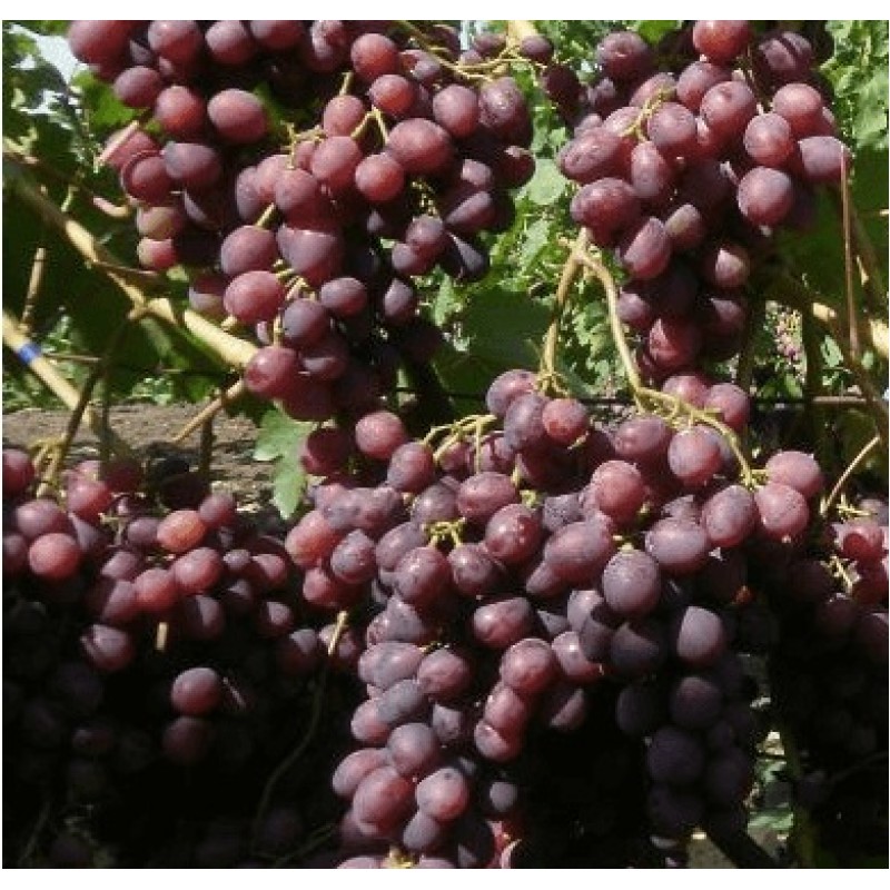Сорт винограда родина фото и описание
