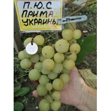 Прима Украины