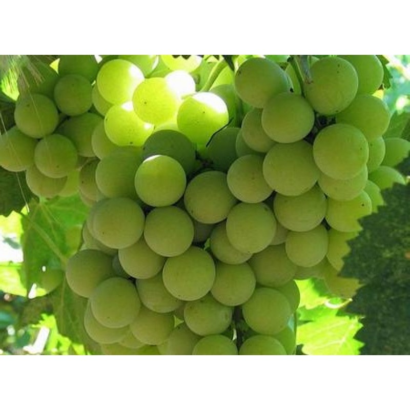 Сорт винограда софия фото и описание