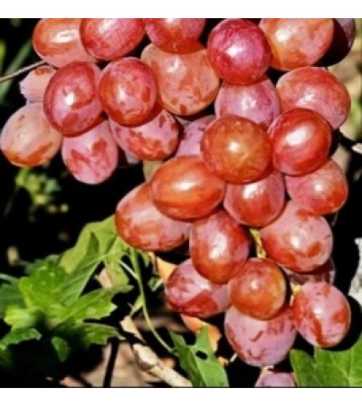 Соперник