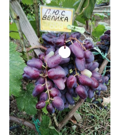 Велика