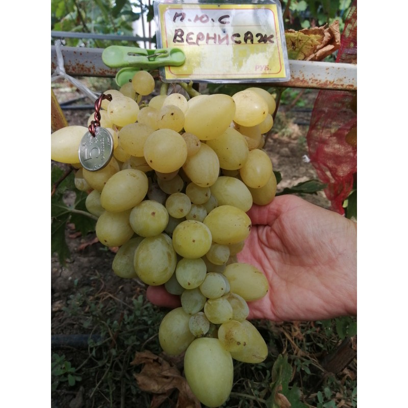 Сорт винограда вернисаж фото и описание